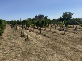 Met de Cadillac naar Château Gort & Gort: via Saint-Émilion naar de bijzondere Trois Mille wijn - afbeelding 4